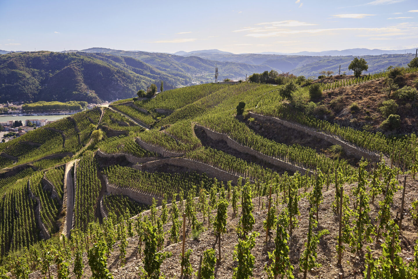 LES VIGNOBLES