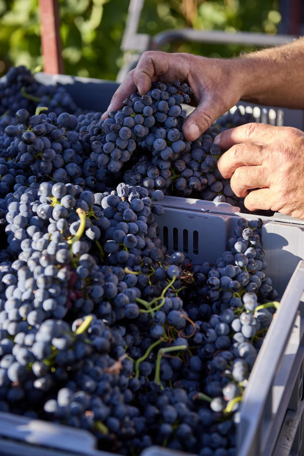 Début des Vendanges 2026