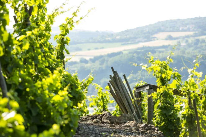 le terroir de la landonne