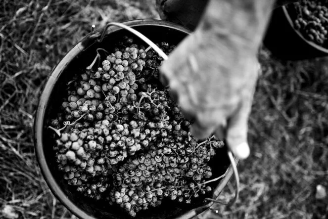 le terroir des bessards
