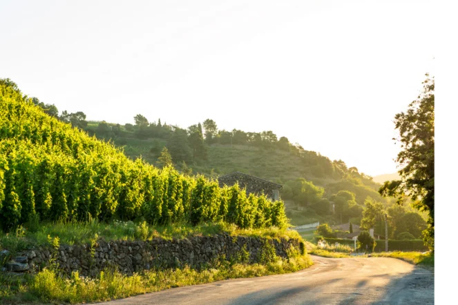 Terroir of Sainte-épine