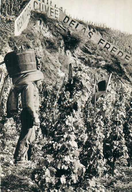 XVe SIECLE 
Les coteaux de Tournon et Saint-Jean-de-Muzols sont déjà façonnés par la vigne. La colline de l’Hermitage, citée dans les archives ecclésiastiques dès 1480, devient un lieu viticole d’exception, cultivé en terrasses par des générations de bâtisseurs.