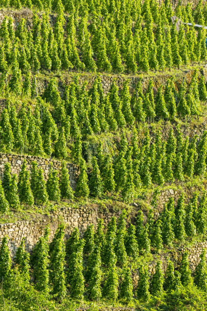 le terroir du Clos Boucher