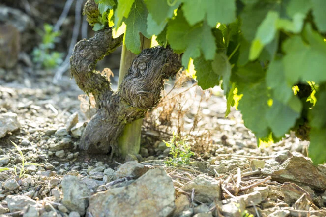 le terroir de Seigneur de Maugiron