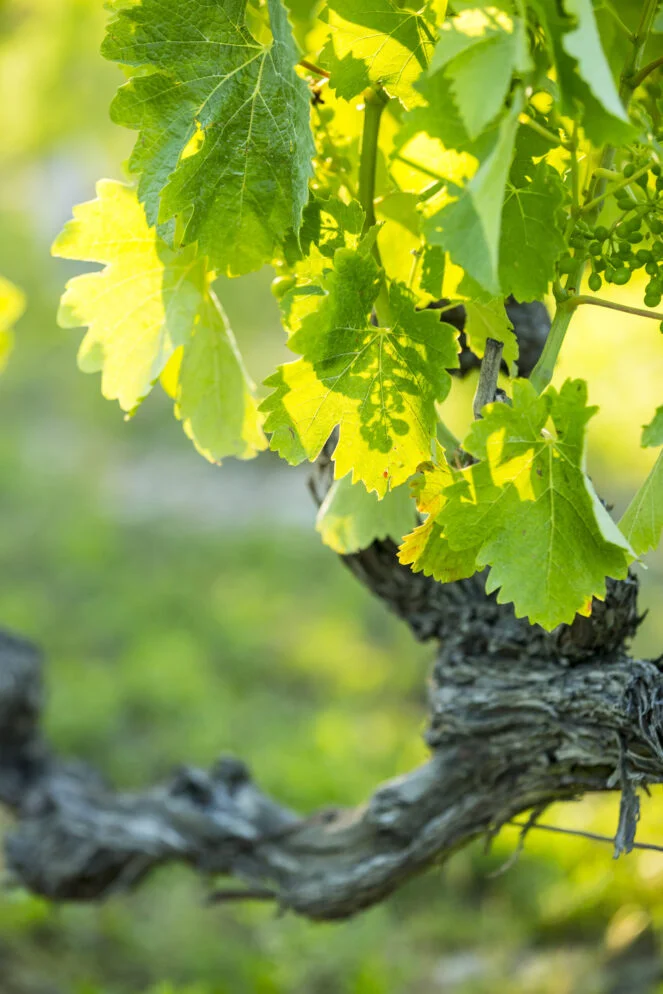 le terroir du Domaine des Grands Chemins