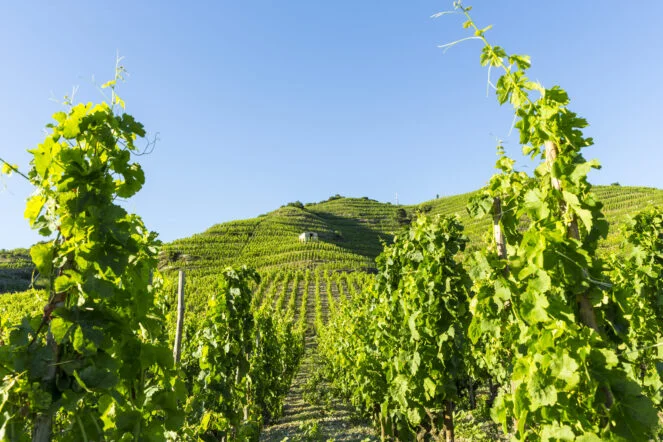 Le terroir du Domaine des Tourettes