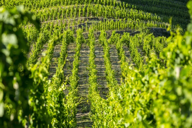 Le terroir du domaine des tourettes