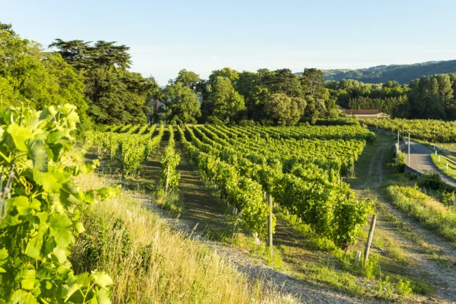le terroir du Clos