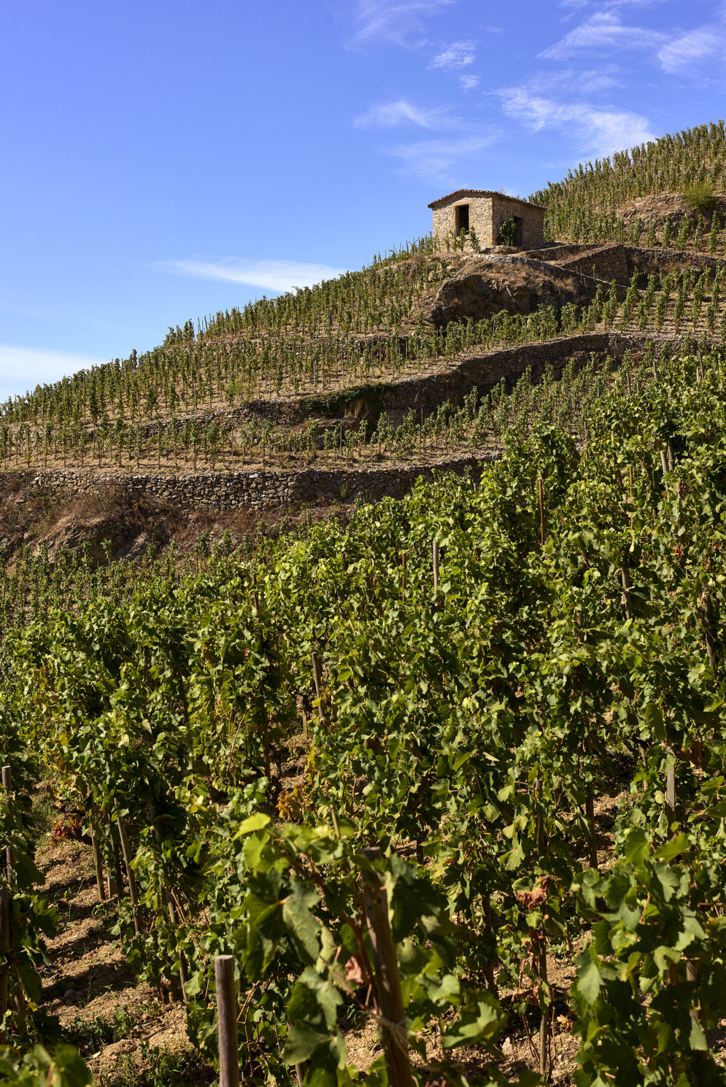THE SINGLE-VINEYARD COLLECTION